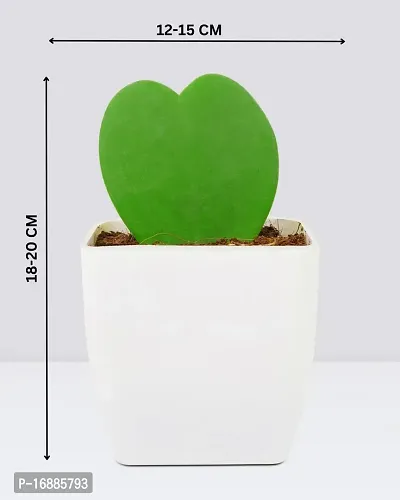Phulwa Hoya Heart Cute Succulent Plant with White Pot| Perfect Valentine Gift for Your Loved Ones | Indoor Plant | Office Plant |-thumb4