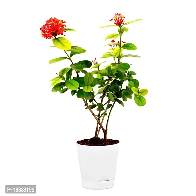 Phulwa ixora Live Plant with White self Watering Plastic Pot for Home Decoration, Indoor Plant, House Plant, Office Plant,