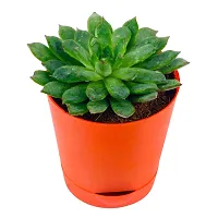 Phulwa Vishnu Kamal Live Plant with red self Watering Plastic Pot Low maintainance succulant Plant Indoor Plant for Home Decoration and Office Plant-thumb1