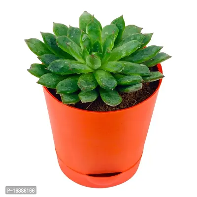 Phulwa Vishnu Kamal Live Plant with red self Watering Plastic Pot Low maintainance succulant Plant Indoor Plant for Home Decoration and Office Plant-thumb2