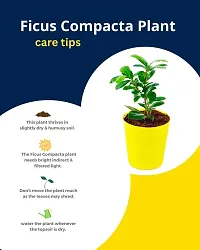 Phulwa Ficus compacta Live Plant with Yellow Round Plastic Pot, Indoor Plant, House Plant, Offfice Plant,-thumb4