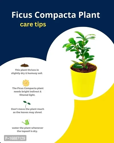 Phulwa Ficus compacta Live Plant with Yellow Round Plastic Pot, Indoor Plant, House Plant, Offfice Plant,-thumb5