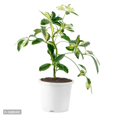 Phulwa Schefflera Indoor Air Purifier Plant with White Plastic Pot for Home and Office Decoration