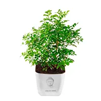 Phulwa Live Kamini Plant with White Square Plastic Pot with Buddha Print Plant for Indoor  Outdoor, Home  Office D?cor,Pack of 1-thumb4