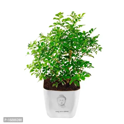 Phulwa Live Kamini Plant with White Square Plastic Pot with Buddha Print Plant for Indoor  Outdoor, Home  Office D?cor,Pack of 1-thumb5