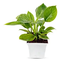 Phulwa philodendron Birkin| with White Pot |Live Plant | Indoor Plant | House Plant | Air Purifying Plant | Office Plant | Gifting Plant |-thumb3