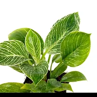 Phulwa philodendron Birkin| with White Pot |Live Plant | Indoor Plant | House Plant | Air Purifying Plant | Office Plant | Gifting Plant |-thumb4