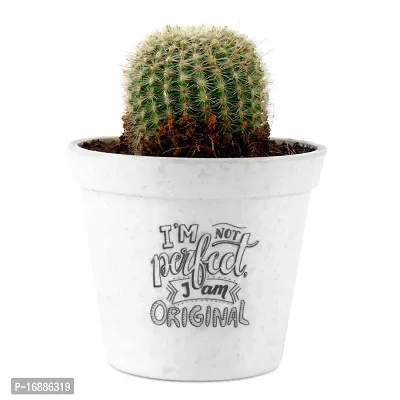 Phulwa Ball Barrle Cactus Live Plant with White Printed Malemine Pot for Indoor Home Decoration Plant