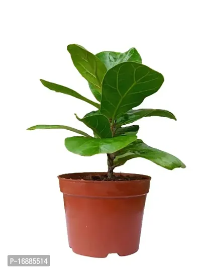 Phulwa Ficus Lyrata Fiddle Leaf Fig Plant with Pot |Variegated | Nursery Living Plants | Bonsai Live | Plant Garden | Banyan Tree | Outdoor  Indoor Plant | Plant for Home Decor