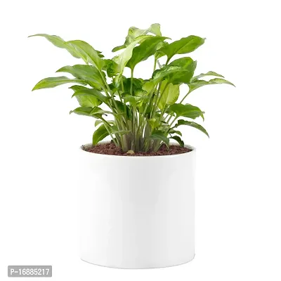 Phulwa Syngonium Green Indoor Air Purifier Plant with White Ceramic Pot for Home and Office Decoration-thumb0