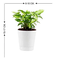 Phulwa Syngonium Green Plant Indoor Air Purifier with White Plastic Pot for Home and Office Decoration-thumb1