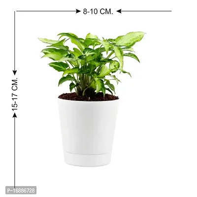 Phulwa Syngonium Green Plant Indoor Air Purifier with White Plastic Pot for Home and Office Decoration-thumb2