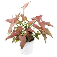 Phulwa Plant Combo of 2 Plants, syngonium Pink and syngonium selloum Golden with White Nursery Pot for Home Decoration, Indoor Plant with Pot-thumb1