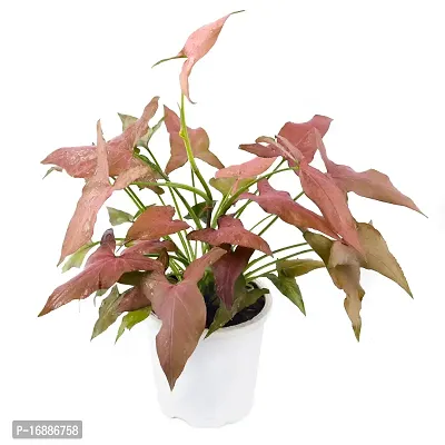 Phulwa Plant Combo of 2 Plants, syngonium Pink and syngonium selloum Golden with White Nursery Pot for Home Decoration, Indoor Plant with Pot-thumb2