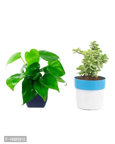 Phulwa Combo of 2 Plants, Jade Plant with Blue and White 2 Shade Pot and Green Money Plant with Black Square Plastic Pot, Plants for Home  Office d?coration| Outdoor  Indoor Pack of 2