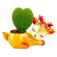 Phulwa Hoya Heart Live Plant with Deer rasin Pot, Perfect Valentine Gift, Cute Plant  Indoor Decre Plant-thumb1