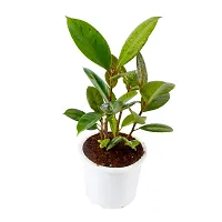 Phulwa Variegated Rubber Plant Best Indoor Air Purifying Plant Include White Pot-thumb2