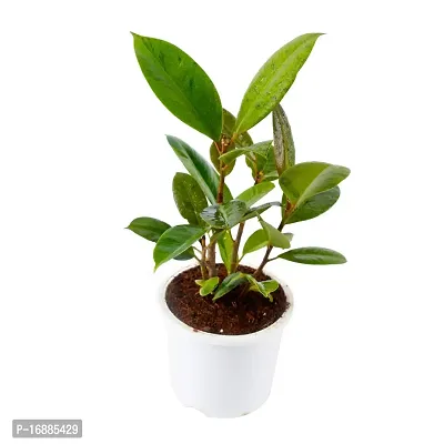 Phulwa Variegated Rubber Plant Best Indoor Air Purifying Plant Include White Pot-thumb3