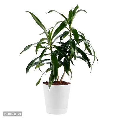 Phulwa Song of India Green Plant with White Plastic Pot, Air Purifier, for Home and Office Decoration with White Pot
