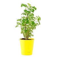 Phulwa Aralia Green Plant Best Live Indoor Air Purifying Plant with Yellow Self Watering Plastic Pot, Plant for Indoor  Outdoor, Home  Office D?cor, Gifting, Pack of-1-thumb3