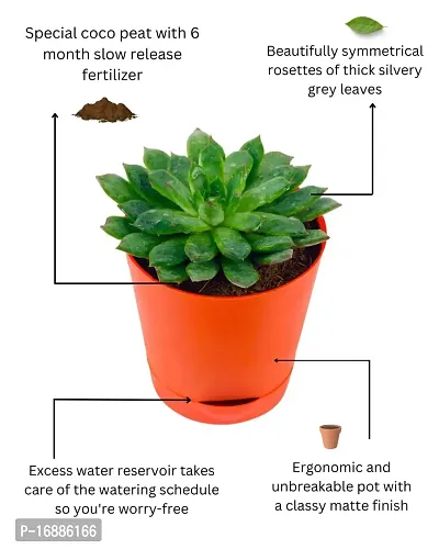 Phulwa Vishnu Kamal Live Plant with red self Watering Plastic Pot Low maintainance succulant Plant Indoor Plant for Home Decoration and Office Plant-thumb5