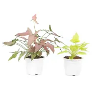 Phulwa Plant Combo of 2 Plants, syngonium Pink and syngonium selloum Golden with White Nursery Pot for Home Decoration, Indoor Plant with Pot-thumb3