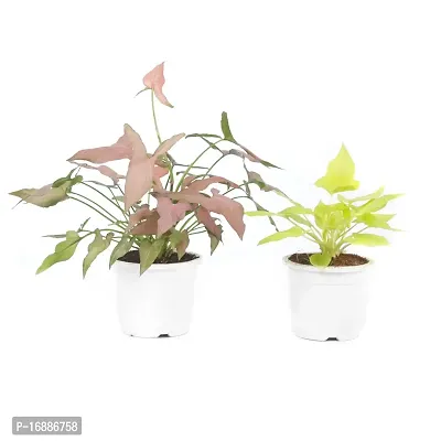 Phulwa Plant Combo of 2 Plants, syngonium Pink and syngonium selloum Golden with White Nursery Pot for Home Decoration, Indoor Plant with Pot-thumb4