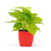 PHULWA Combo of 2 Plants, Jade Plant with Blue and White 2 shade Pot and Golden money plant with red square plastic pot, Plants for Home  Office d?cor| Airpurifying |indoor  outdoor |Plant for Gifting-thumb1