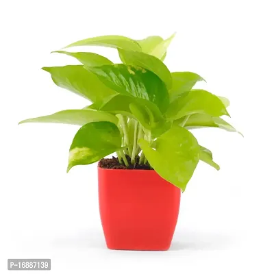 PHULWA Combo of 2 Plants, Jade Plant with Blue and White 2 shade Pot and Golden money plant with red square plastic pot, Plants for Home  Office d?cor| Airpurifying |indoor  outdoor |Plant for Gifting-thumb2