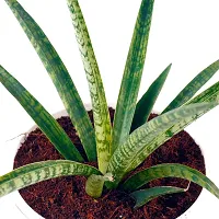 Phulwa sanseveria laurenti Live Plant with White nursedry Pot, Indoor Plant, Home d?cor, Office palnt, Succulent Plant-thumb2