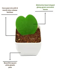 Phulwa Hoya Heart Cute Succulent Plant with White Pot| Perfect Valentine Gift for Your Loved Ones | Indoor Plant | Office Plant |-thumb4