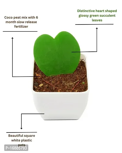 Phulwa Hoya Heart Cute Succulent Plant with White Pot| Perfect Valentine Gift for Your Loved Ones | Indoor Plant | Office Plant |-thumb5