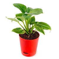 Phulwa Philodendron Birkin (White) Rare Imported Natural Live Indoor Plant with Self Watering Flower Pot for Home, Garden and Office Decor,Pack of-1-thumb4