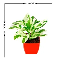 PHULWA Combo of 2 Layer Lucky Bamboo Plant with Square glass pot and Pothos Money Plant With Red Square Plastic Pot Easy Care Indoor Plant | Home  Office D?cor Airpurifying | Good Luck | Plant for Gifting-thumb1