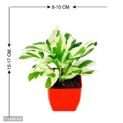 PHULWA Combo of 2 Layer Lucky Bamboo Plant with Square glass pot and Pothos Money Plant With Red Square Plastic Pot Easy Care Indoor Plant | Home  Office D?cor Airpurifying | Good Luck | Plant for Gifting-thumb2