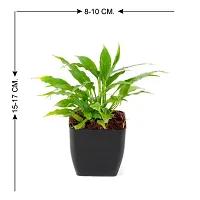 Phulwa Air Purifying Indoor Peace Lily Plant for Living Room, Bedroom, House Balcony with Black Pot-thumb3