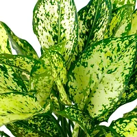 Phulwa Aglaonema Snow White Live Plant with White Nursery Plastic Pot for Home decore, Indoor Plant, Office Plant-thumb2