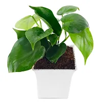 Phulwa Green Money Plant with White Square Plastic Pot for Home  Office D?cor | Easy Care | Airpurifying | Good Luck | Plant for Gifting | Indoor  Outdoor Decoration | Pack of 1-thumb2