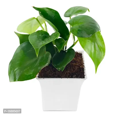 Phulwa Green Money Plant with White Square Plastic Pot for Home  Office D?cor | Easy Care | Airpurifying | Good Luck | Plant for Gifting | Indoor  Outdoor Decoration | Pack of 1-thumb3