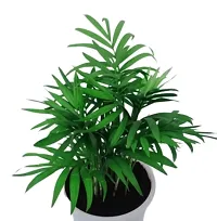 Phulwa Chamaedorea Palm Plant with Pot for Home | Indoor Live Bamboo Palm with White Fibre Pot | Easy Care Indoor House Plant | Home  Office D?cor Airpurifying | Good Luck | Plant | for Gifting | Pack of 1-thumb3