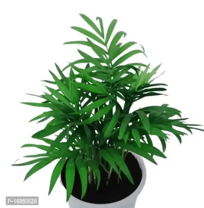 Phulwa Chamaedorea Palm Plant with Pot for Home | Indoor Live Bamboo Palm with White Fibre Pot | Easy Care Indoor House Plant | Home  Office D?cor Airpurifying | Good Luck | Plant | for Gifting | Pack of 1-thumb4