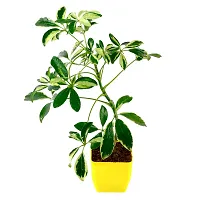 Phulwa Schefflera Indoor Air Purifier Plant with Yellow Square Plastic Pot for Home and Office Decoration-thumb2