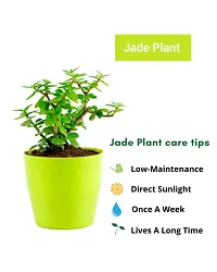 Phulwa Jade Bonsai Live Plant with Yellow Round Plant, Indoor Plant, Bonsai Plant, House Plant, Home decore, Office Plant-thumb2