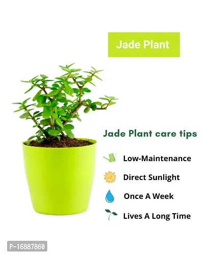 Phulwa Jade Bonsai Live Plant with Yellow Round Plant, Indoor Plant, Bonsai Plant, House Plant, Home decore, Office Plant-thumb3