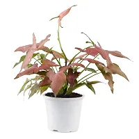 Phulwa Plant Combo of 2 Plants, syngonium Pink and syngonium selloum Golden with White Nursery Pot for Home Decoration, Indoor Plant with Pot-thumb4