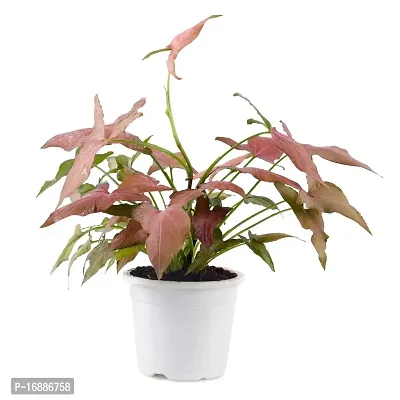 Phulwa Plant Combo of 2 Plants, syngonium Pink and syngonium selloum Golden with White Nursery Pot for Home Decoration, Indoor Plant with Pot-thumb5