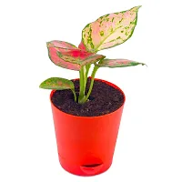 Phulwa Aglaonema Valentine Live Plant with red self-Watering Pot for Home decore, Indoor Plant, Office Plant-thumb1