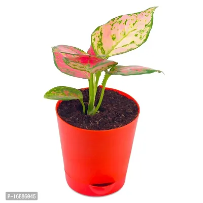 Phulwa Aglaonema Valentine Live Plant with red self-Watering Pot for Home decore, Indoor Plant, Office Plant-thumb2