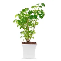 Phulwa Aralia Green Plant Best Live Indoor Air Purifying Plant with White Square Plastic Pot, Plant for Indoor  Outdoor, Home  Office D?cor, Pack of-1-thumb3