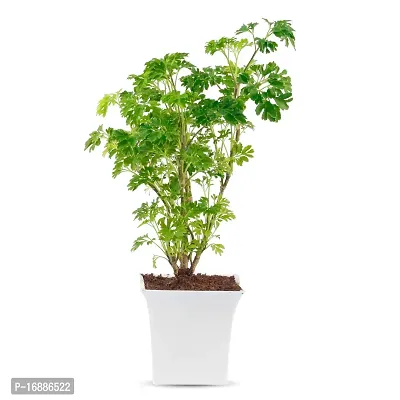 Phulwa Aralia Green Plant Best Live Indoor Air Purifying Plant with White Square Plastic Pot, Plant for Indoor  Outdoor, Home  Office D?cor, Pack of-1-thumb4
